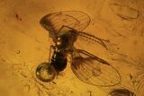 Fossil Beetle, Flies, Leaf & Wasp In Baltic Amber #120655-1